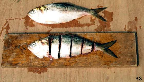 Cut bait
